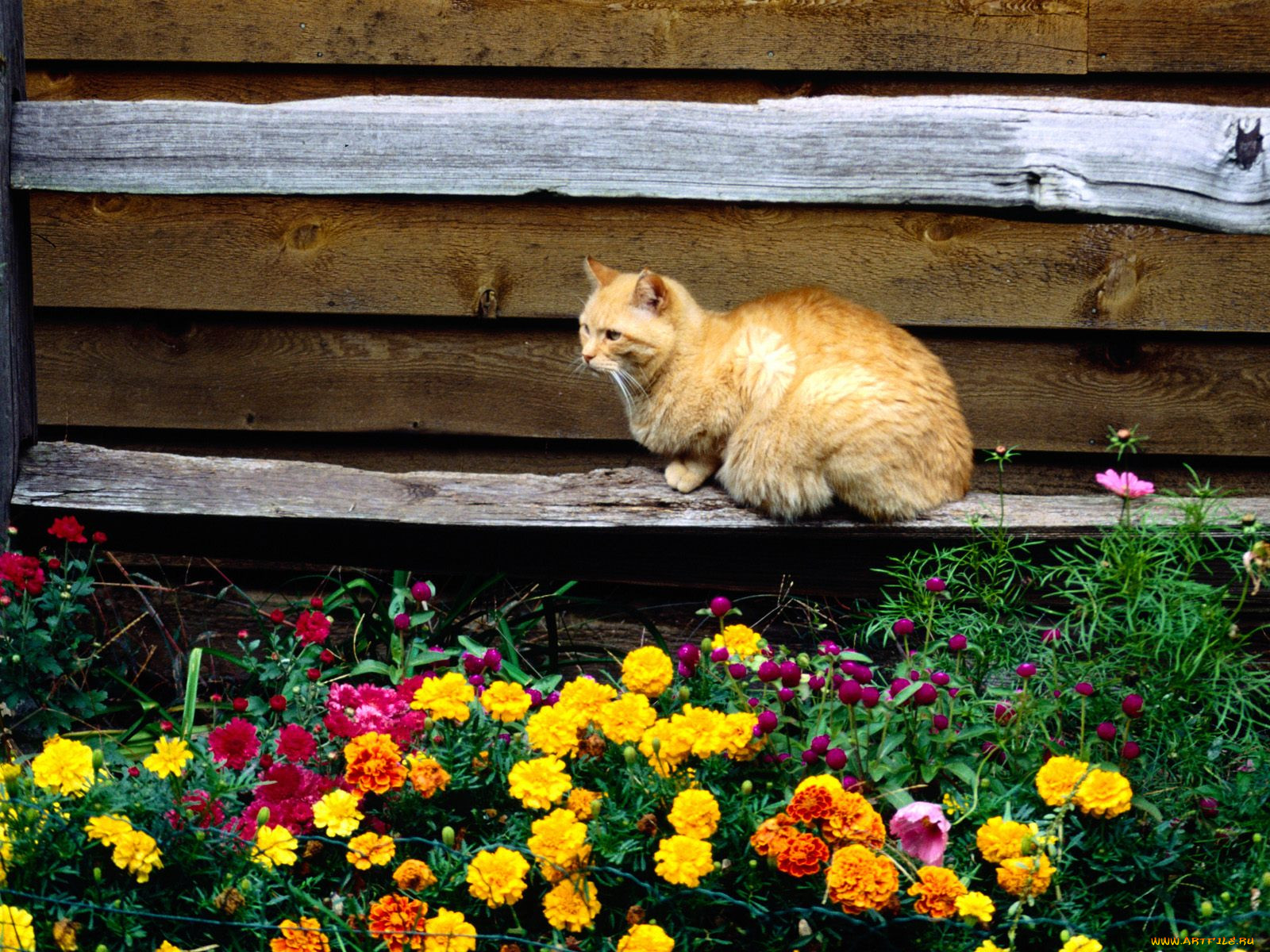 fenceline, , 